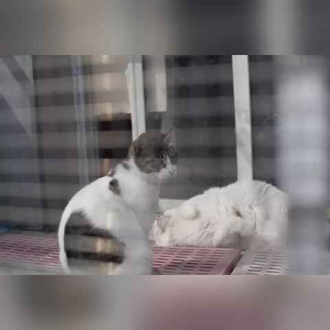 西安红石榴动物救助相关长尾关键词有哪些