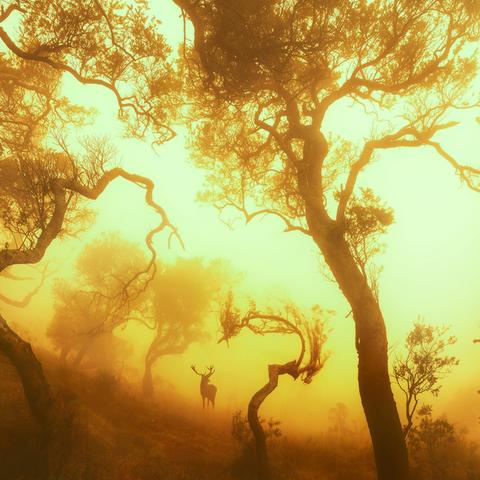 桂林市古树有哪些地方