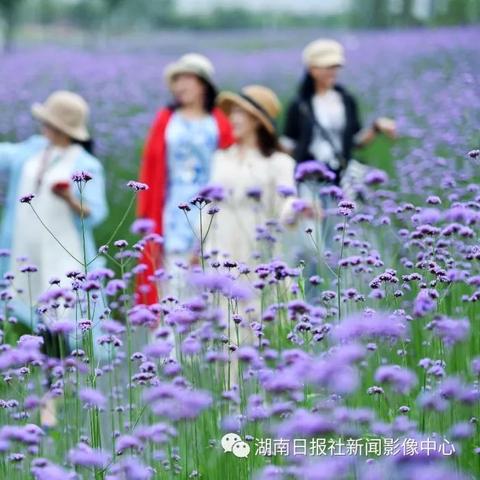 长沙市有什么地方半天游