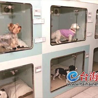 厦门市寄养猫的相关长尾关键词有哪些