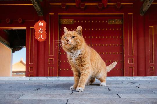 三年在故宫拍了47只猫！北京摄影师的2分钟短视频，让你爱上不一样的故宫