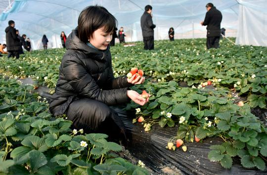 广元中子镇草莓园开园迎客可采摘到明年5月份