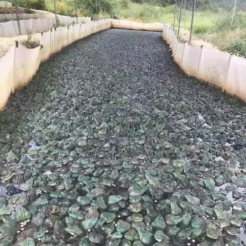 成都市区牛蛙自助火锅店的长尾关键词有什么