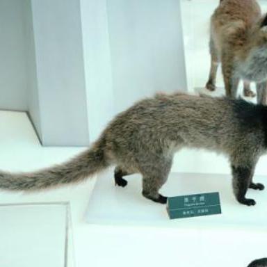 狼邪txt下载的长尾关键词有哪些