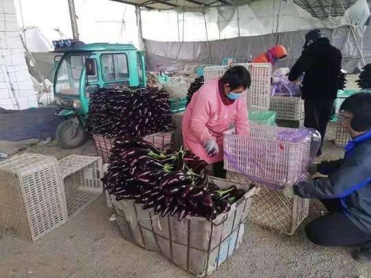 诸城贾悦三大举措——打通蔬菜运输绿色通道