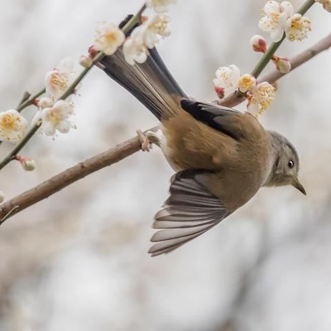 临床专科重庆大学的长尾关键词有哪些