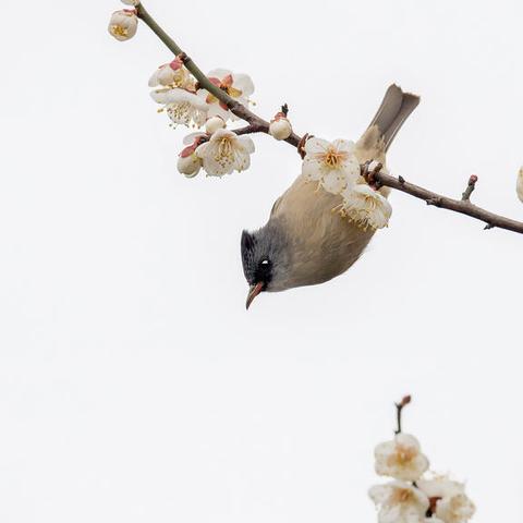 在重庆大学考研怎么样啊的长尾关键词有什么