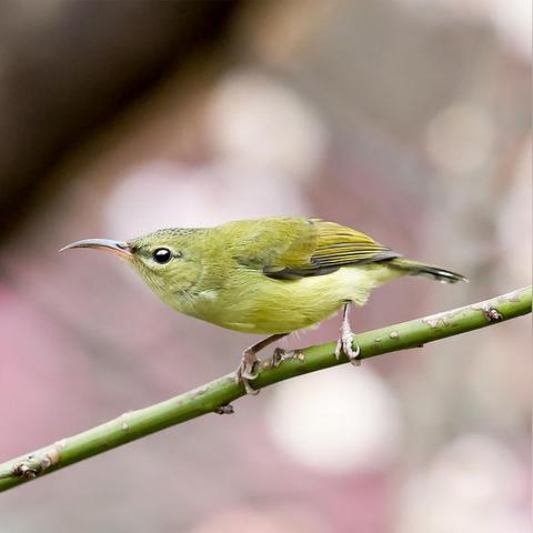 重庆大学日本教授的长尾关键词有什么