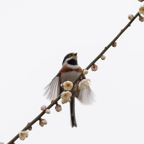 重庆大学有哪些专业强的长尾关键词有哪些