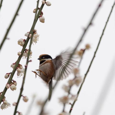 重庆大学考研平均分的长尾关键词有什么