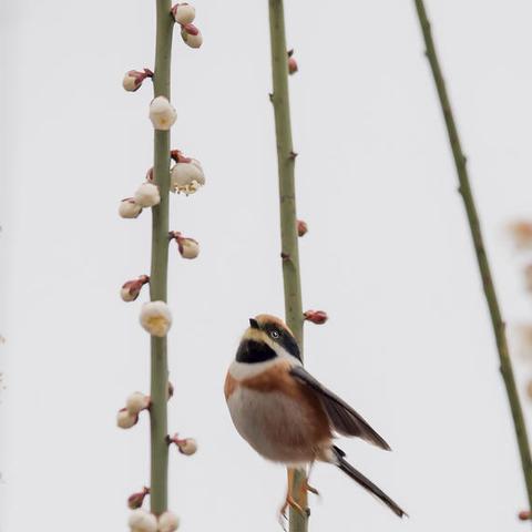 重庆天气预报趋势分析的长尾关键词有哪些