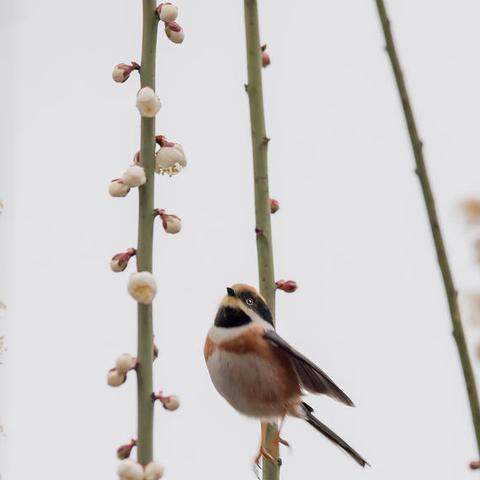 重庆大学服务号公众号的长尾关键词有哪些