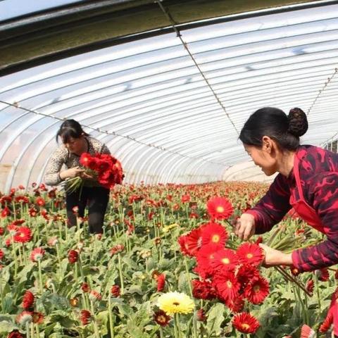 临沂市大棚膜回收的长尾关键词有哪些