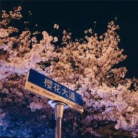 河南加油哪个油好