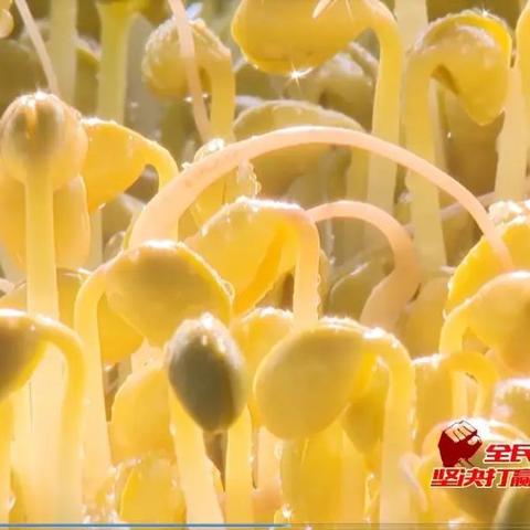 潍坊市哪里能买到咸芽菜