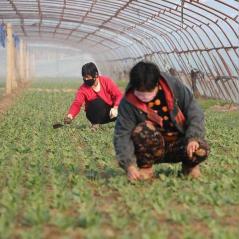 天津高村前景怎么样
