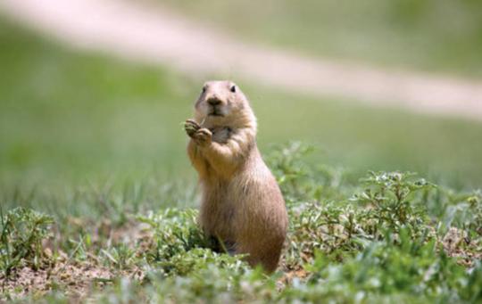 云南1例疑似腺鼠疫
 （云南1例疑似腺鼠疫病例）