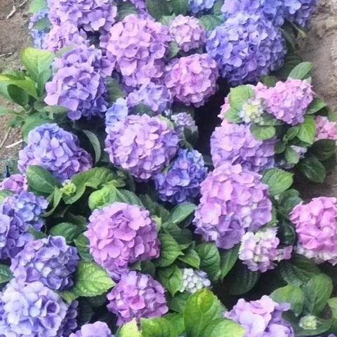 潍坊市中华木绣球出售的长尾关键词有哪些