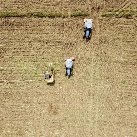 广州市周边养殖什么水稻