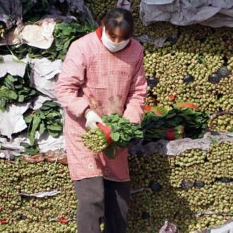 兰州附近西红柿采摘地方的相关长尾关键词有哪些