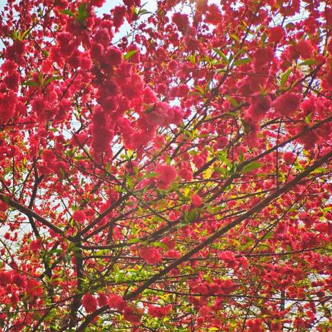 桂林春天拍照怎么样啊相关长尾关键词有哪些