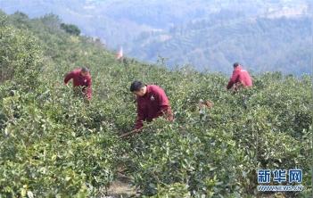 福建：抓好春耕备耕保障农业生产「组图」