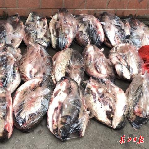 武汉钓鲫鱼最佳地方？