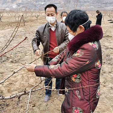 兰州市李子采摘基地在哪里