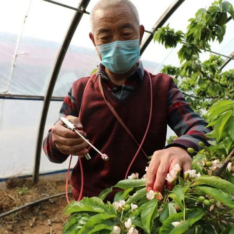 石家庄市采摘樱桃在哪里