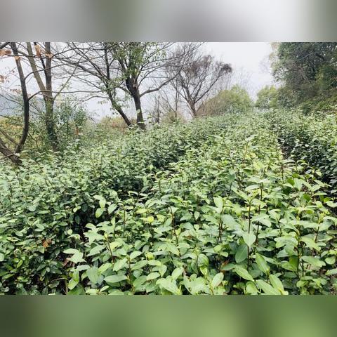 江苏无锡市雨水回收系统的长尾关键词有什么