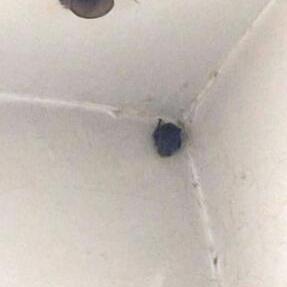 石家庄市有蝙蝠吗的长尾关键词有什么