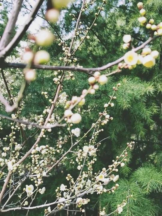 惊蛰春雷花始开，万物生长曙光在望