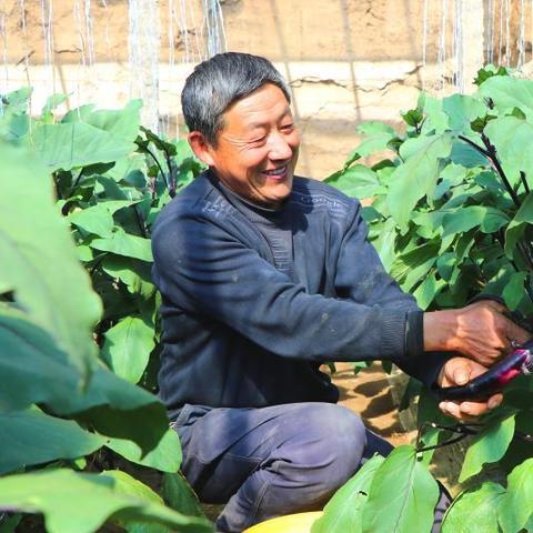甘肃摘棉花需要准备什么？