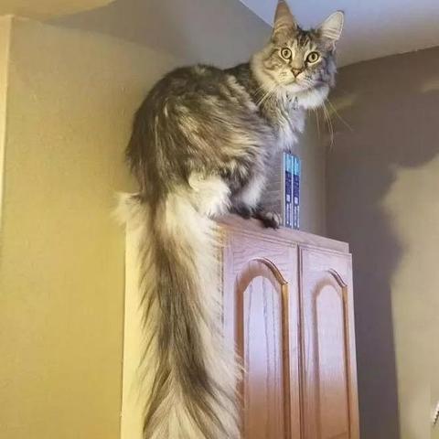 武汉话题猫的长尾关键词有什么