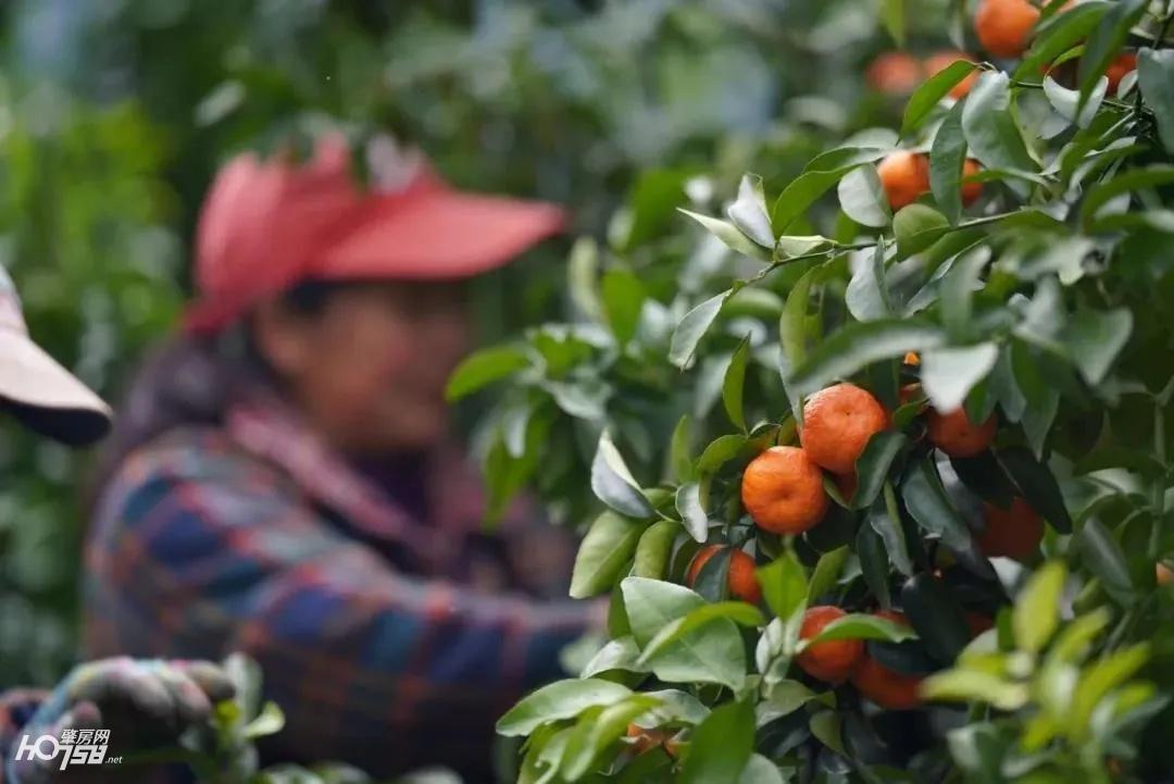 高要柑橘種植手藝采購_家里有四十畝旱地