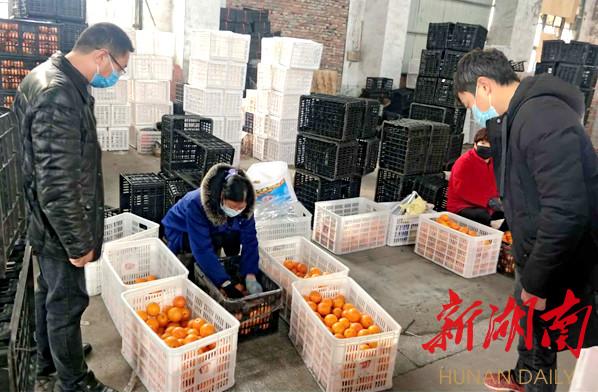 柑橘栽培技术员岗位职责内容（目前越来越多的农民开始买粮食吃）
