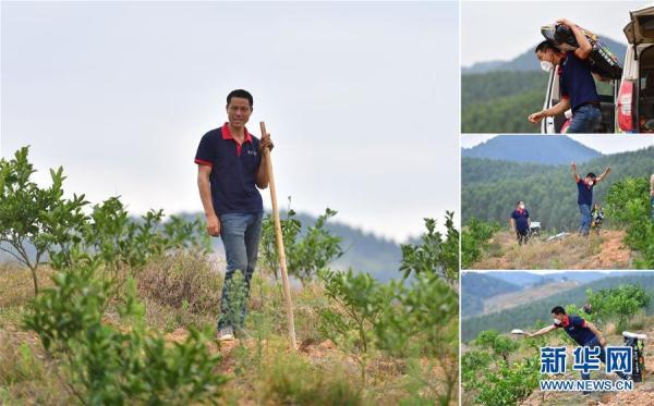 柑橘苗開荒種植手藝_荒蕪多年的農(nóng)田能夠流轉(zhuǎn)過來種臍橙嗎