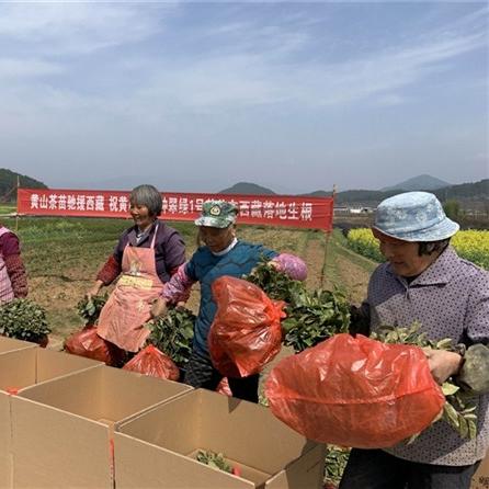 歙县桂林镇苗圃相关长尾关键词有哪些