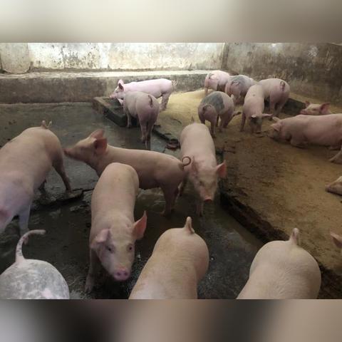 苏州市工业有什么