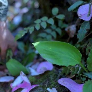 成都市集卖野菜的地方有哪些