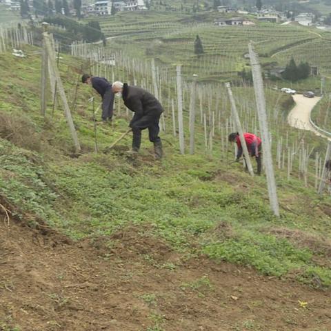 牛心菜育苗时间和方法？