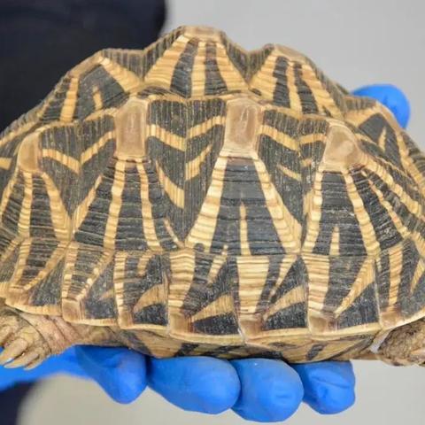 临沂市宠物直播基地的长尾关键词有什么