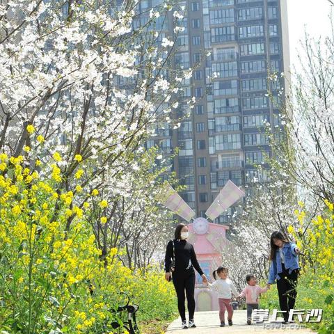 长沙晚安杜鹃花相关长尾关键词有哪些