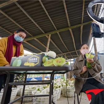 泉州市多肉推荐店铺的长尾关键词有什么