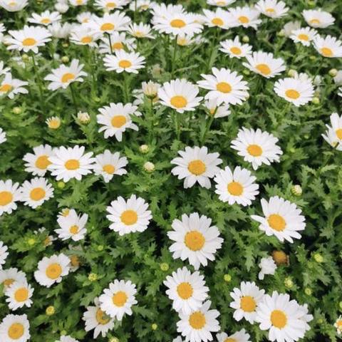 合肥市游乐园在哪个区啊