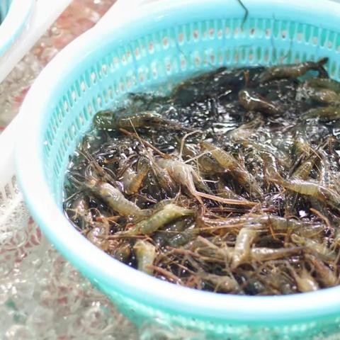 苏州市什么鱼好吃