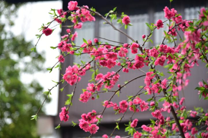 菊花碧桃图片,哪些花卉可以做插花?