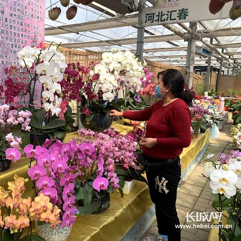 石家庄市哪里有花卉大棚