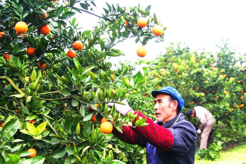 柑橘種子種植栽培辦理手藝_橘子種子紙巾催芽辦法