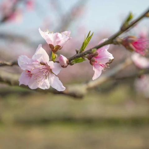 桃园机场天气的长尾关键词有哪些